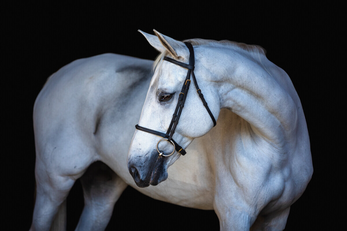 El-Paso-Texas-Fine-Art-Horse-Photographer-013