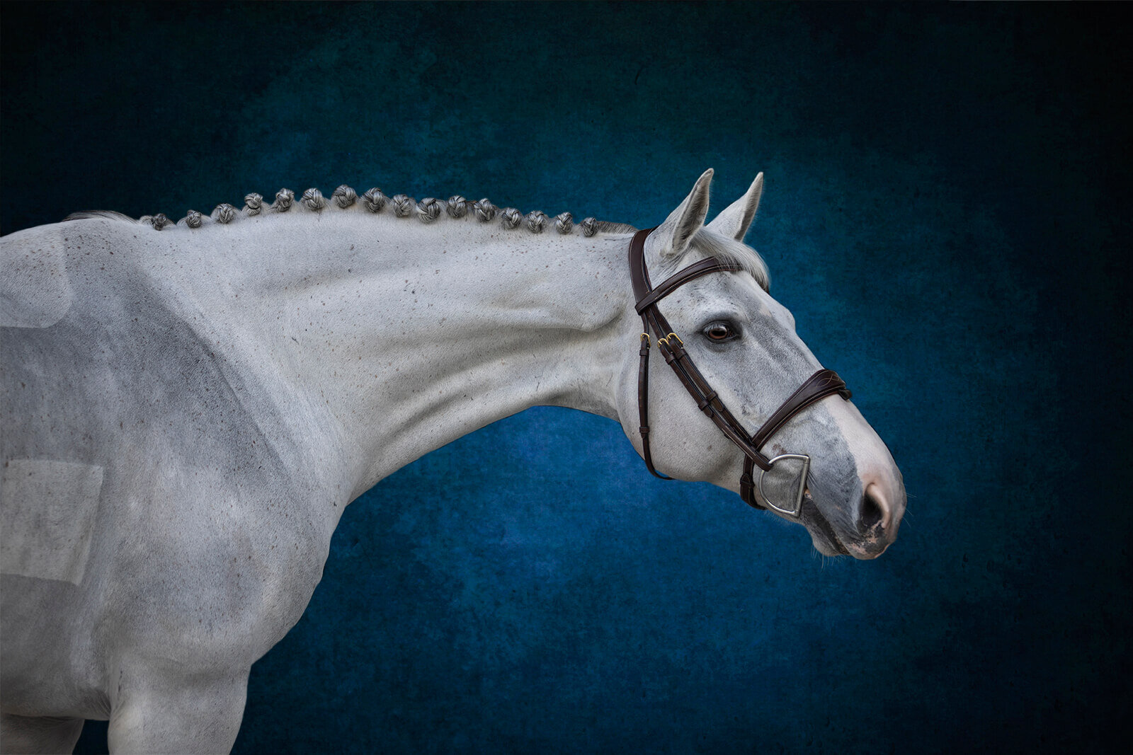 El-Paso-Texas-Fine-Art-Horse-Photographer-043