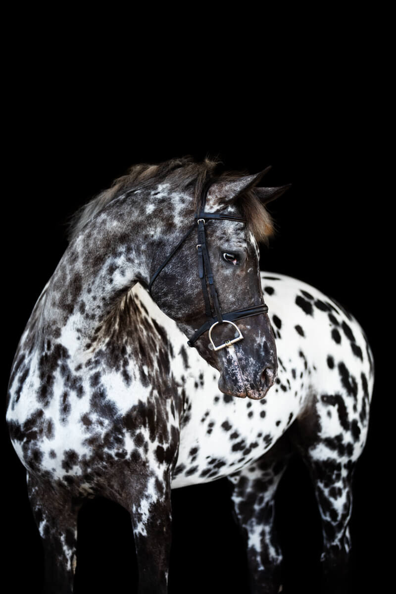 El-Paso-Texas-Fine-Art-Horse-Photographer-003