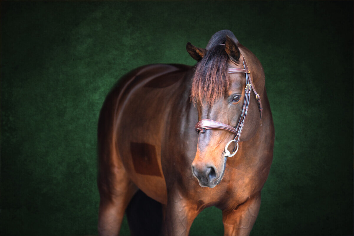 El-Paso-Texas-Fine-Art-Horse-Photographer-026