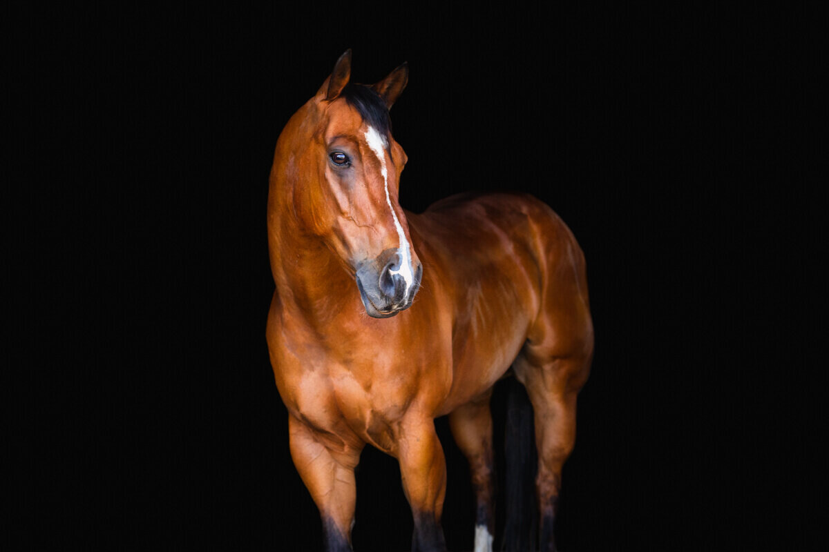 El-Paso-Texas-Fine-Art-Horse-Photographer-039