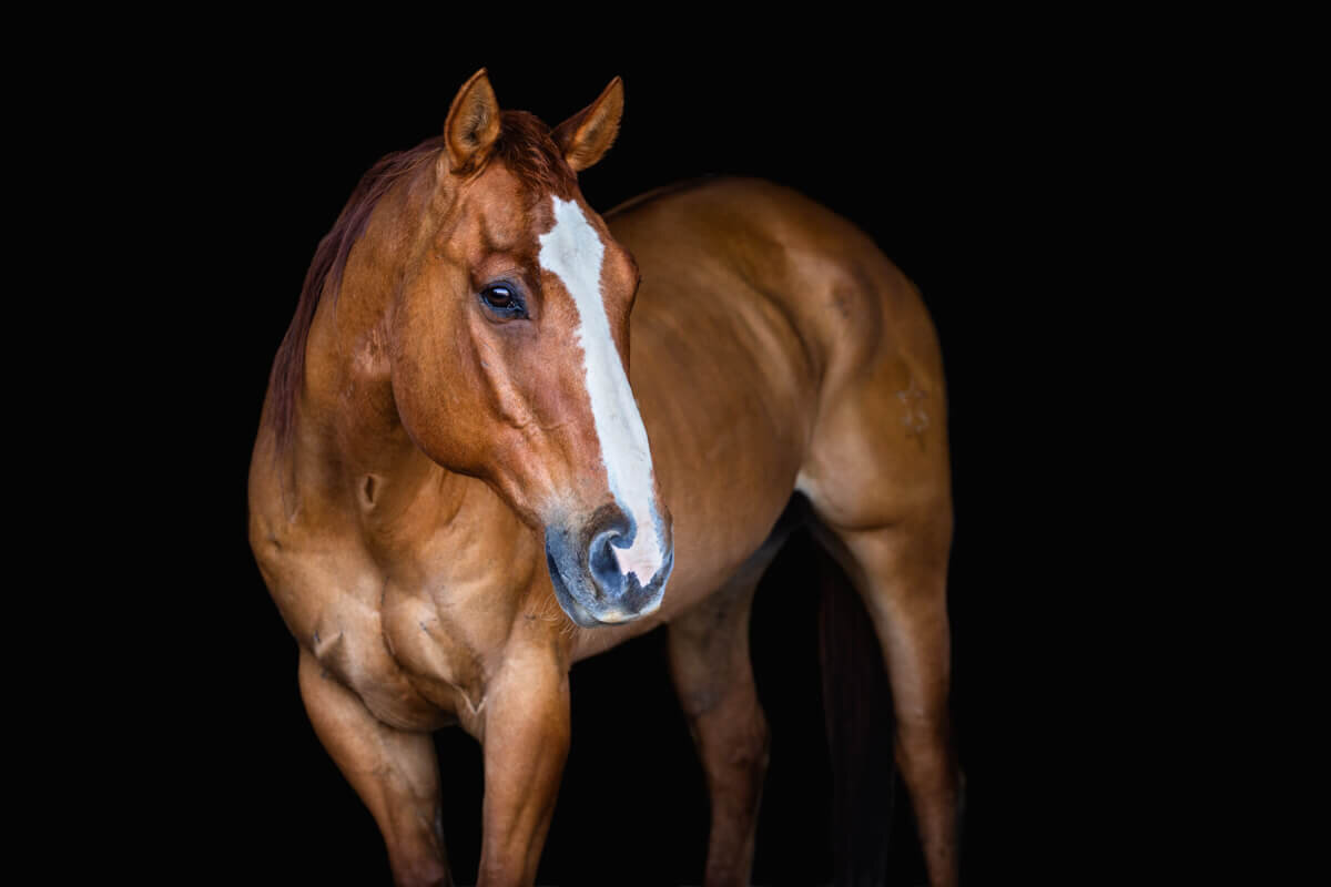 El-Paso-Texas-Fine-Art-Horse-Photographer-037