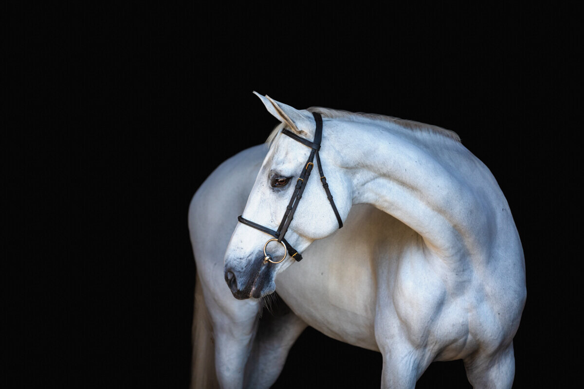 El-Paso-Texas-Fine-Art-Horse-Photographer-012