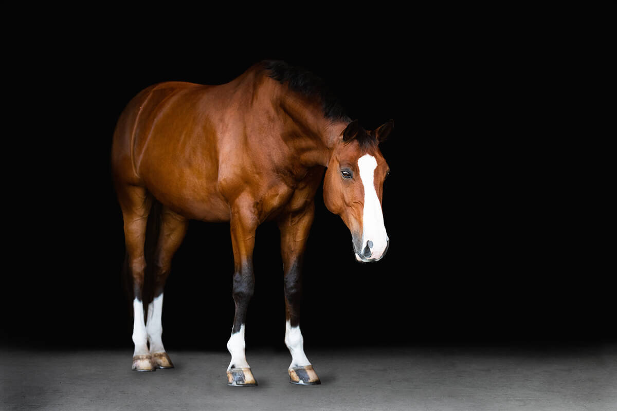 El-Paso-Texas-Fine-Art-Horse-Photographer-009