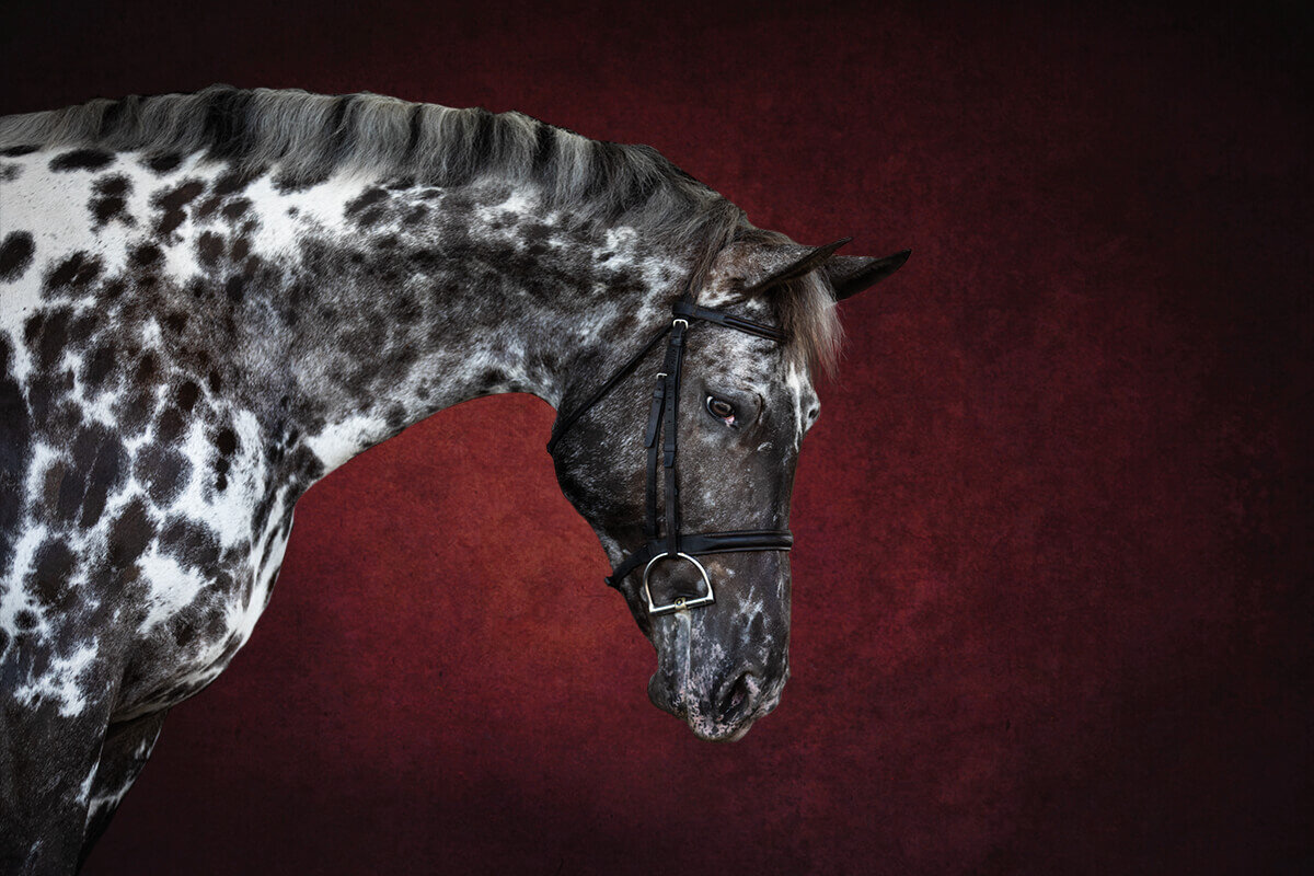 El-Paso-Texas-Fine-Art-Horse-Photographer-002