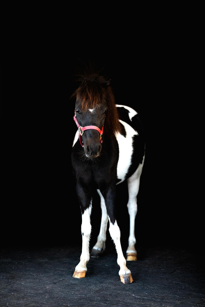 El-Paso-Texas-Fine-Art-Horse-Photographer-011