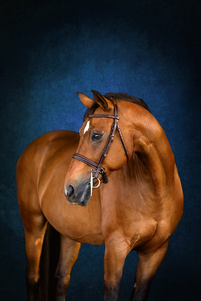 El-Paso-Texas-Fine-Art-Horse-Photographer-005