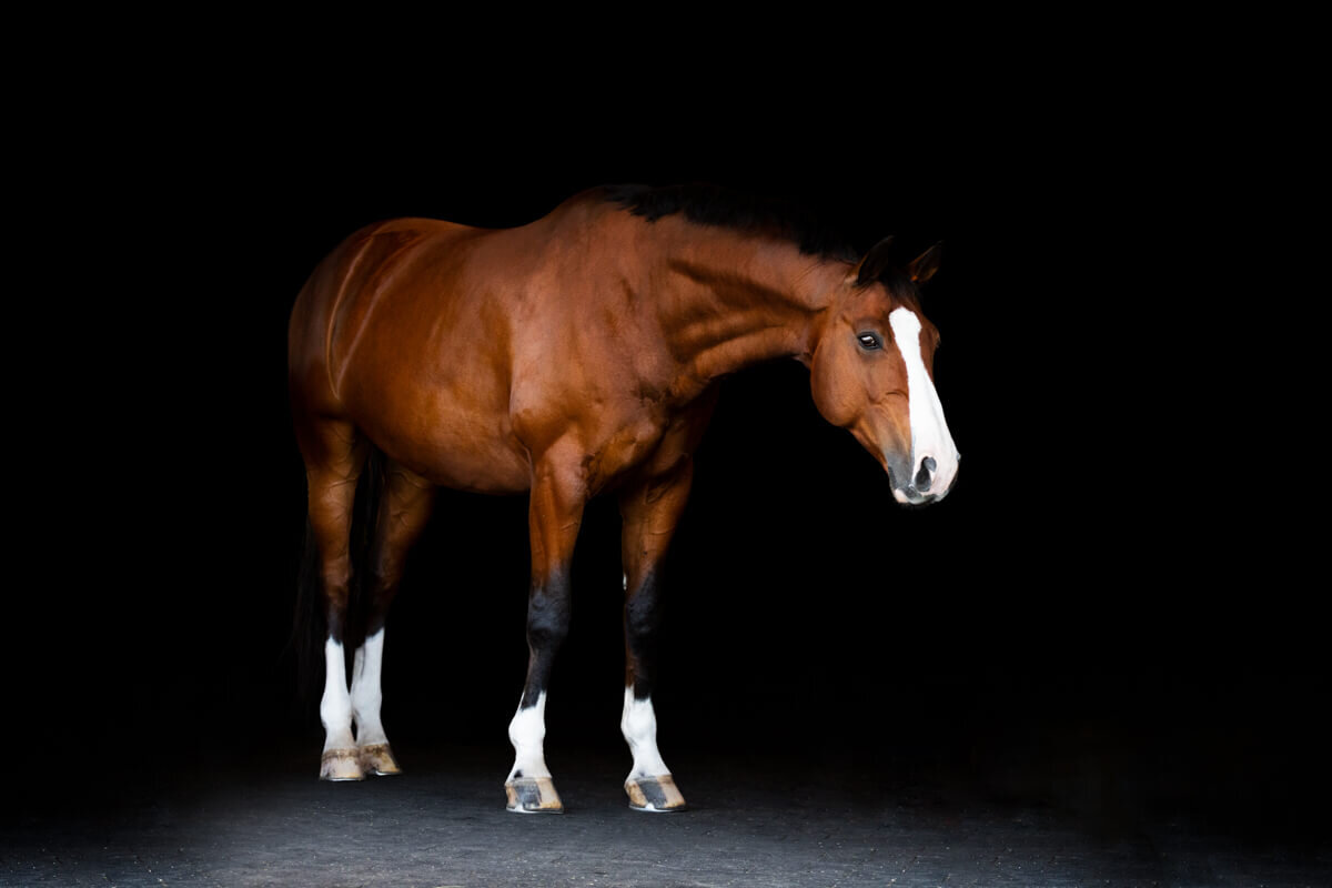 El-Paso-Texas-Fine-Art-Horse-Photographer-008