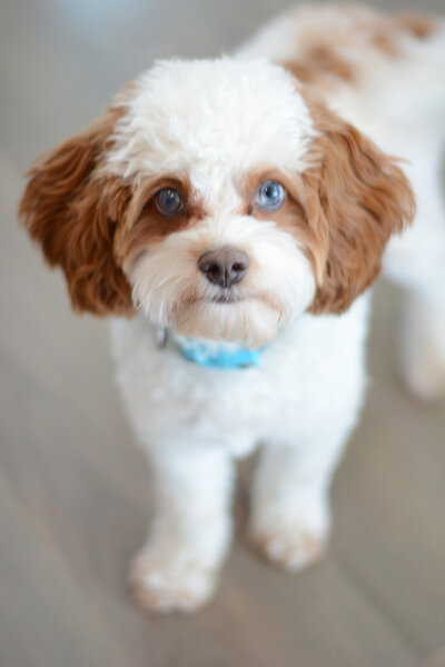 Brown and white fluffy dog with blue eyes