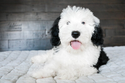 micro Sheepadoodle puppies for sale