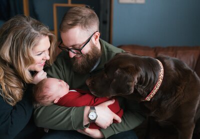 In home lifestyle newborn photo of family with baby and chocolate lab dog