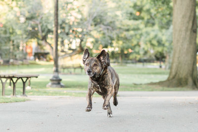 Rescue Dog running in the Boston Public Garden