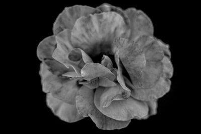 Flower Photography Fine Art Black and White Metal Print Title Effloresence