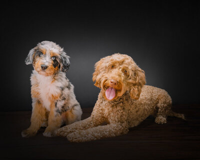 corgi puppy and golden doodle smiling in mobile studio