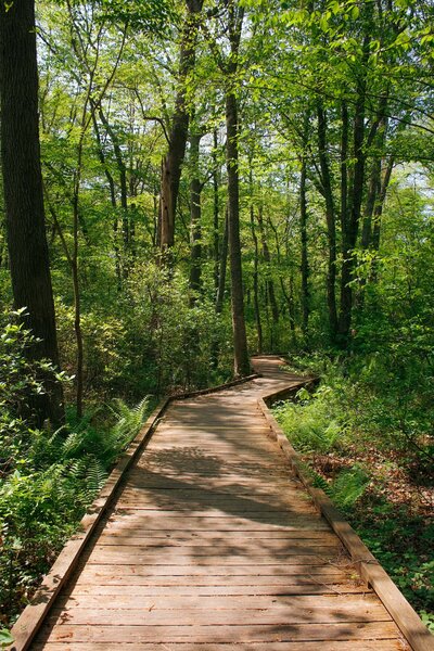 The Sakonnet Greenway Trail wooden hiking nature path in Portsmouth Rhode Island
