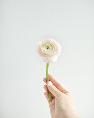 Hand holds up a flower against a white background.