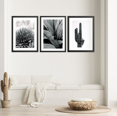 Cactus and succulent  photos in black and white