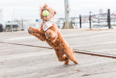 Brown Mini Labradoodle catching tennis ball in mouth