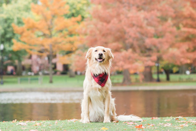 Golden Retriever wearing bandana in Boston Public Garden