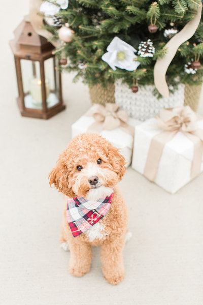 Miniature Australian Labradoodle wearing a red plaid Christmas scarf
