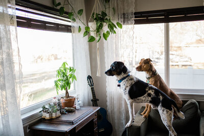 A black and white spotted dog standing up and looking out the window with another dog  behind  him in the background