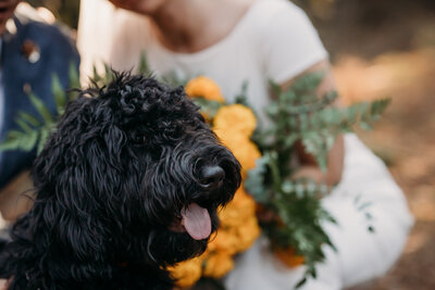 Fluffy dog owned by the Wedding couple