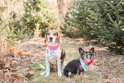 Two dogs wearing Christmas scarves