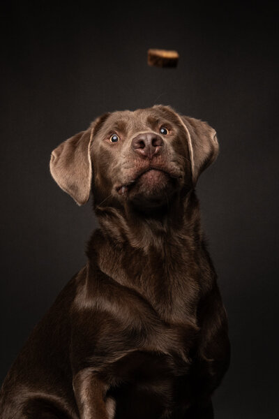 Ein Labrador fängt ein Leckerchen beim Foto Shooting mit Lichtsammlerin Sarah Thelen