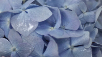 Flower photography extreme closeup of blue petals