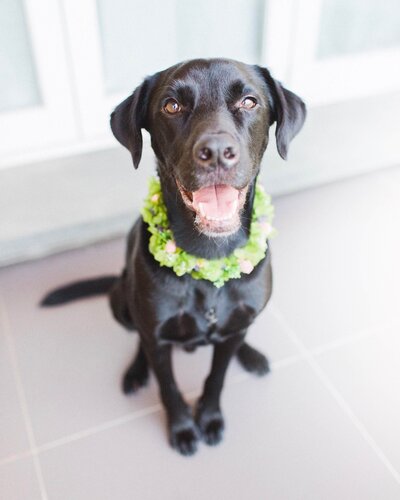 Black labrador mix dog is smiling with a green flower necklace.