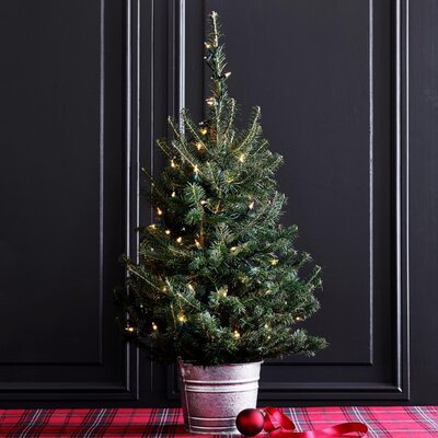 fresh-tabletop-christmas-tree-with-lights-1-o