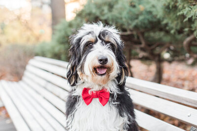 Bernedoodle puppy wearing a red bow tie sitting on a bench