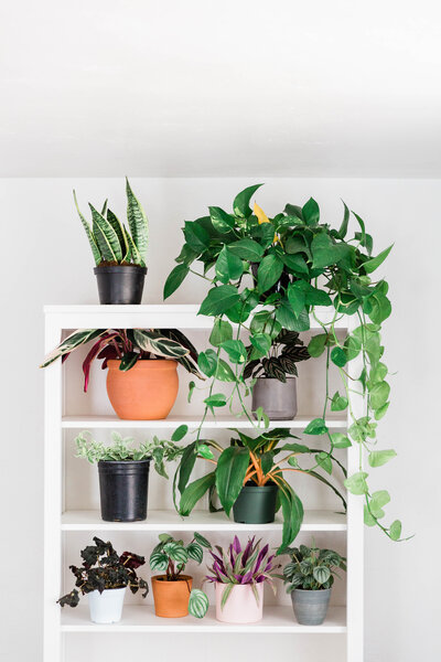 Picture of tropical houseplants on a white shelf