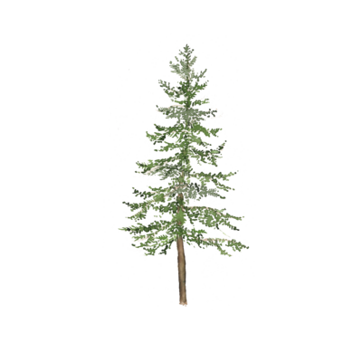 green watercolor pine tree