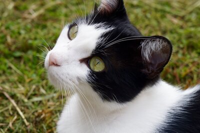 black and white cat with light green eyes and pink nose laying outside on the grass looking to the upper left of frame