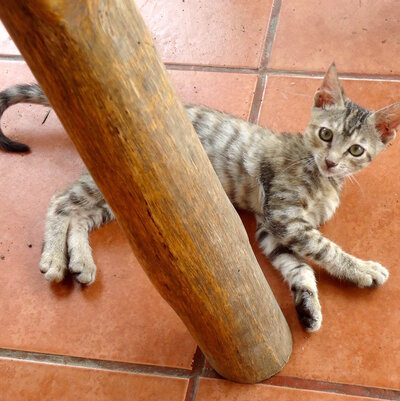 gray brown taby laying on tile floor next to wooden let table