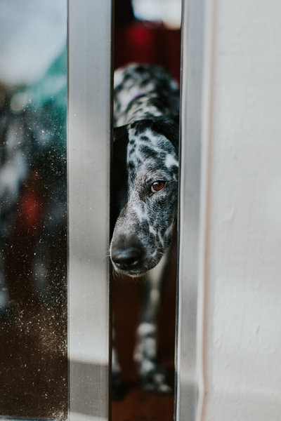 A brown eyed dog peeking out through an open sliding glass door