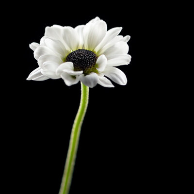 white flower closeup in studio