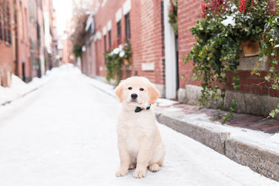 Golden Retriever puppy wearing a bow tie in Beacon Hill
