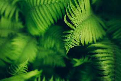 canyon-north_wedgewood-ventures-north-vancouver-ferns