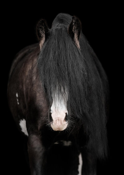 Black Gypsy Vanner mare facing camera with forelock covering eyes photographed against a black background.