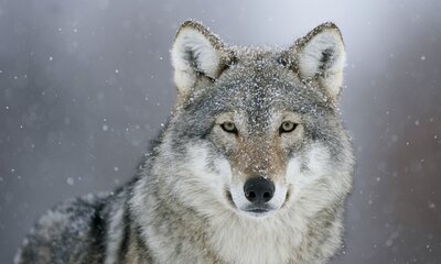 European-grey-wolf--014