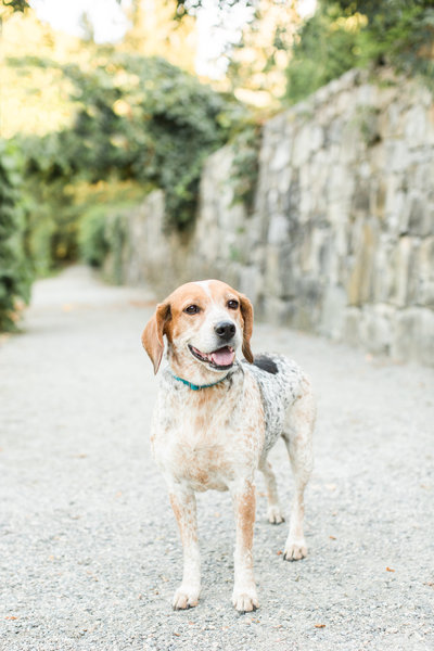 Beagle Mix Dog in Arnold Arboretum