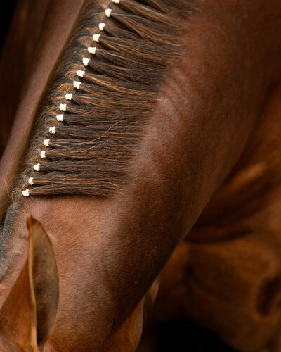 detailed photo of chestnut mare neck showcasing her banded mane photographed against a black background.