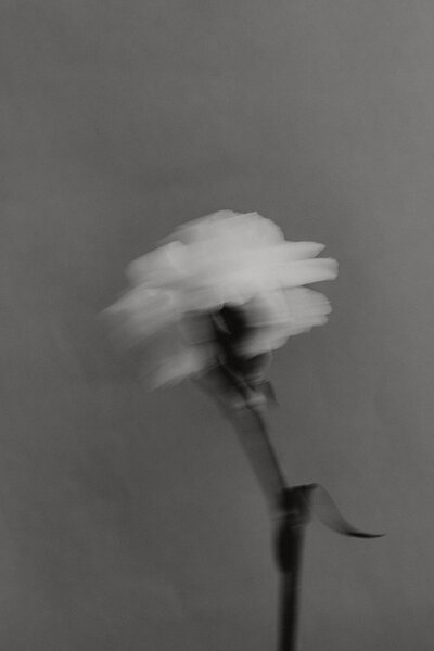 kaboompics_white-flowers-still-life-backgrounds-with-soft-natural-light-38603