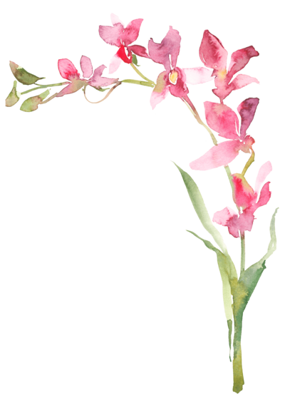 Colored Illustration of tropical orchid