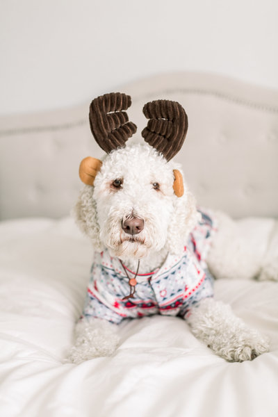 Airdra Shanely, dog of Kren Schanely wears reindeer ears.