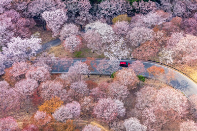 pink trees blossoming from above