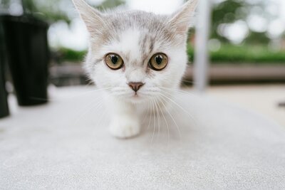Photo of Cat Outside
