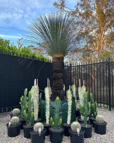 Grass Tree, Cowboy Cactus, Golden Barrel Cactus, Spiral Cactus